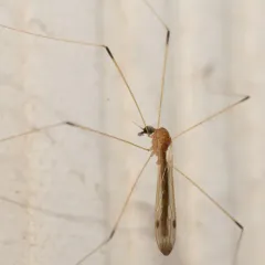 Helius flavipes thumbnail 3