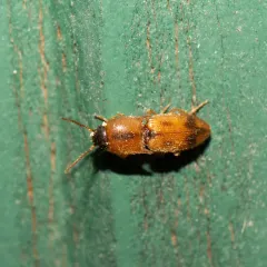 Sweet Click Beetle thumbnail 3