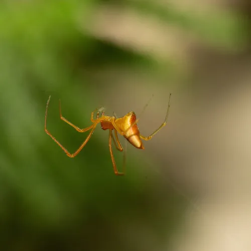 Horned Parasitic Cobweaver