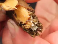 Limnoria lignorum thumbnail 2