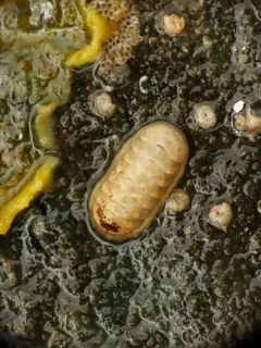 Leptochiton cascadiensis thumbnail 3