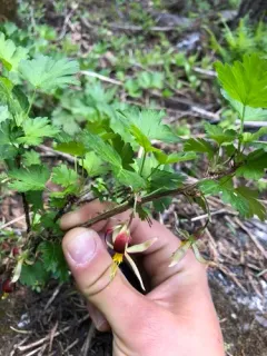 marshall's gooseberry thumbnail 3