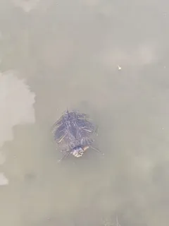 River Cooter thumbnail 2
