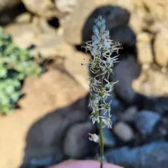 Klamath Rushlily thumbnail 2