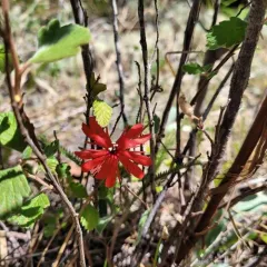 Serpentine Catchfly thumbnail 4