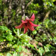 bolander's lily thumbnail 4