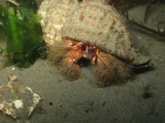 Paguristes turgidus thumbnail 3