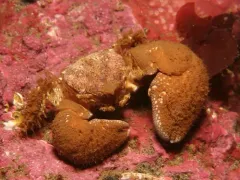 pubescent porcelain crab thumbnail 4
