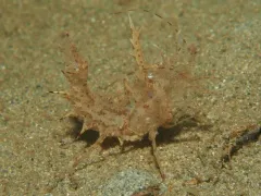 Horned Shrimp thumbnail 3