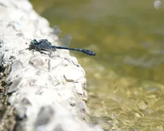 Green-faced Clubtail thumbnail 3