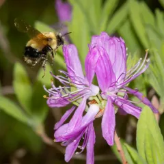 Sanderson's Bumble Bee thumbnail 2
