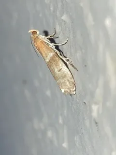 Paler Moodna Moth thumbnail 4