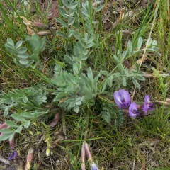 woollypod milkvetch thumbnail 2