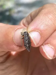 Spurred Metallic Wood-borer thumbnail 4
