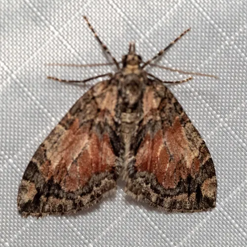 Shattered Hydriomena Moth