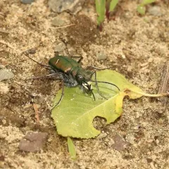 Purple Tiger Beetle thumbnail 2