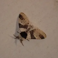 Modest Furcula Moth thumbnail 4