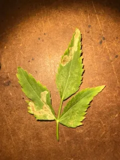 Phytomyza ziziae thumbnail 2