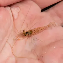 Rockpool Prawn thumbnail 2