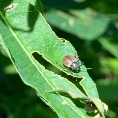 Western Grape Rootworm thumbnail 2