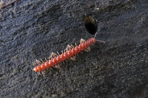 Ergodesmus compactus