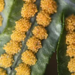 licorice fern thumbnail 3