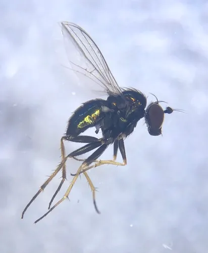 Medetera vockerothi