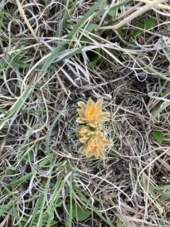 Missouri Foxtail Cactus thumbnail 2