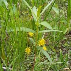 Tufted Loosestrife thumbnail 4