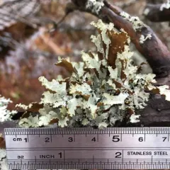 Varied Rag Lichen thumbnail 4