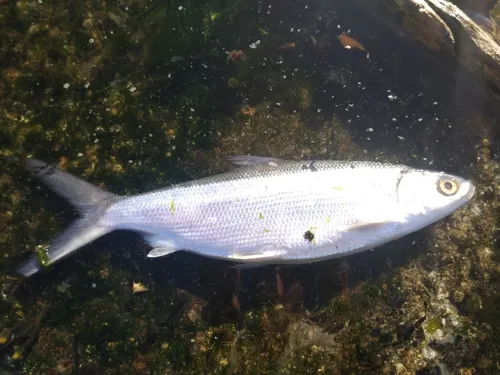 Milkfish