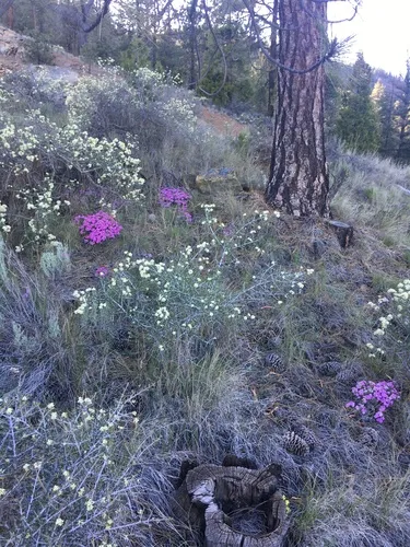 Yreka phlox