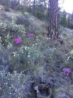 Yreka phlox thumbnail 1