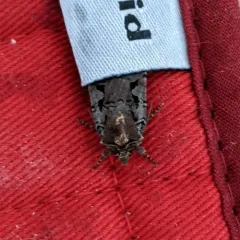 Setaceous Hebrew Character thumbnail 2