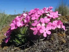 Yreka phlox thumbnail 2