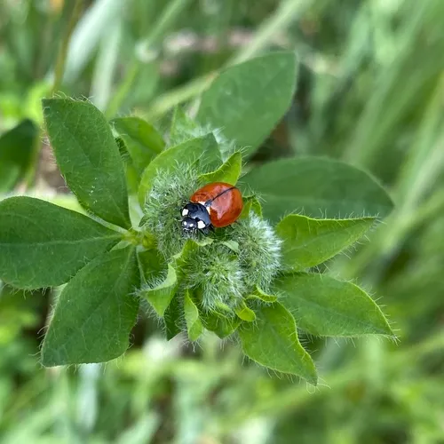 California Lady Beetle