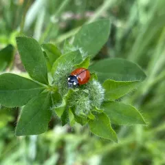 California Lady Beetle thumbnail 1