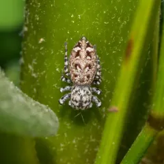 Peppered Jumping Spider thumbnail 4