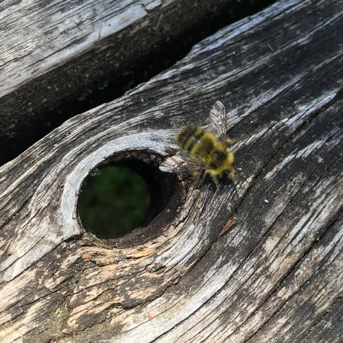Sitka Bumble Bee
