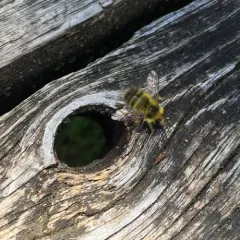 Sitka Bumble Bee thumbnail 1