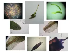 Small Twisted Moss thumbnail 1
