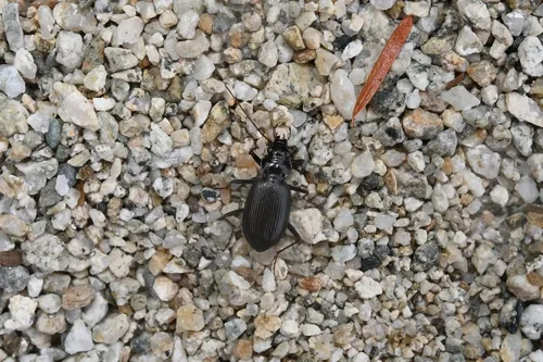 Nebria mannerheimii