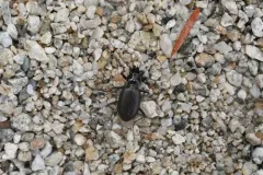 Nebria mannerheimii thumbnail 1