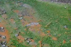 Cyanidium caldarium thumbnail 2