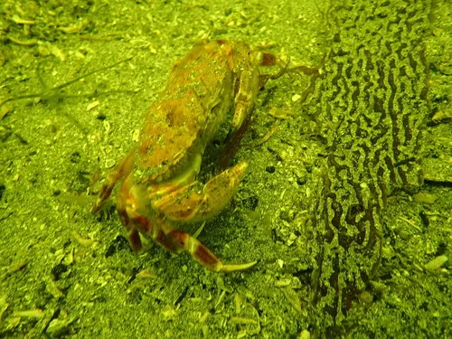Furrowed Rock Crab
