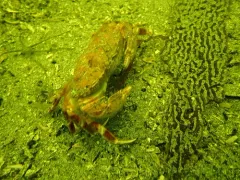 Furrowed Rock Crab thumbnail 1