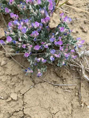 Foothill Milkvetch