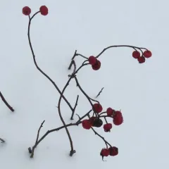 climbing prairie rose thumbnail 3