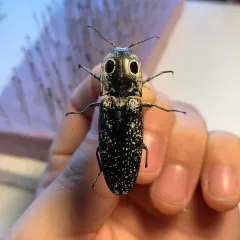 Eastern Eyed Click Beetle thumbnail 3