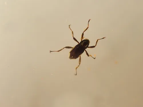 Macronychus glabratus